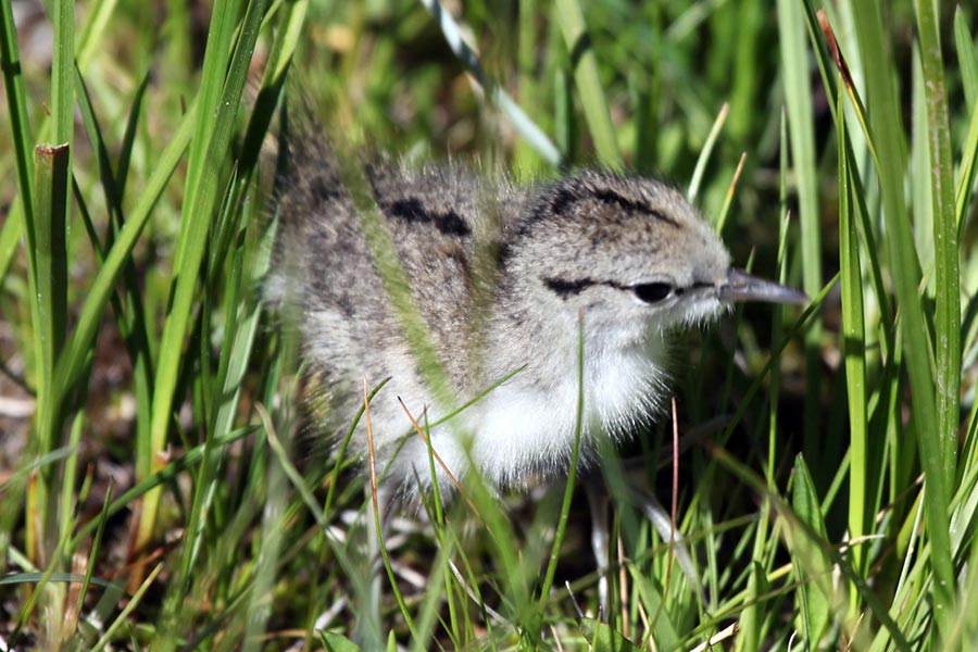 A spotted sandpiper chick walking in green grass