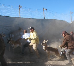 wranglers wrangling Dust fills the air as muggers attempt to tackle the fastest land-based creatures in North America. Pronghorn can reach speeds of up to 60 miles per hour.