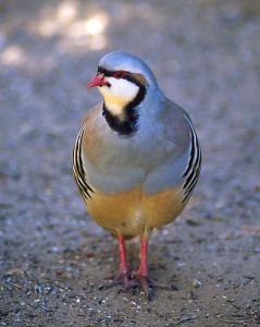 chukar Chukars are partridges. They have distinctive striping on their sides and live in steep, very rocky terrain.