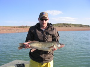 walleye_at_yuba_2008 Walleyes grow large in Yuba Reservoir. Here's one we netted during a 2008 survey.