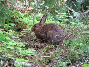 Snowshoe hare in spring Most snowshoe hares live in mountainous areas above 7,000 feet. They typically eat a variety of green, succulent plants in the spring and summer. In the fall, they prefer to eat bark and twigs. They don't usually nibble on vehicles. Photo by Betsy L. Howell
