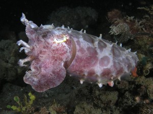 cuttlefish Cuttlefish are mollusks that can change their skin color, either for communication or camouflage. Photo courtesy of Nick Hobgood