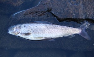 Arctic grayling
