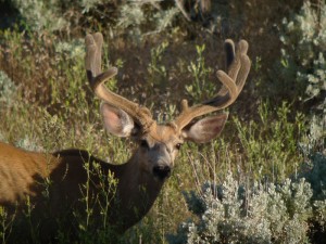Buck_in_past_seeding