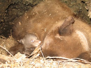 cub_looking_at_mother