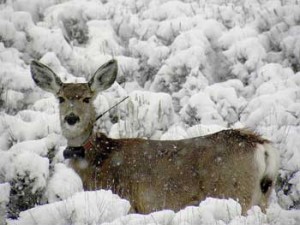 mule-deer-doe-with-radio-collar Mule deer doe with collar