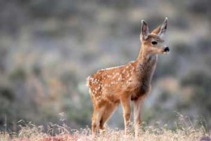 Mule deer fawn