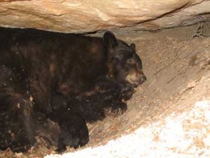 sleeping-bear