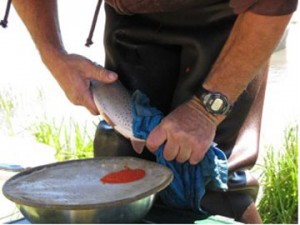 Spawning Colorado River cutthroat trout