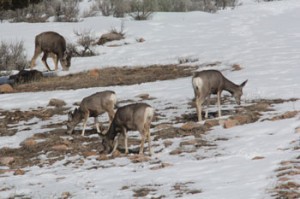 deer_eating_grass