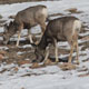 Spring deer classification