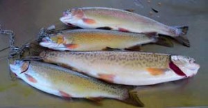 tigertrout_rainbowtrout_scofieldreservoir5-31-07