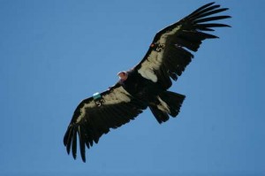 condor_flying