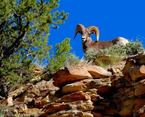 ram_face_sunnyside
