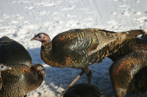 turkeys