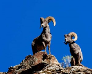 two_rams_brent