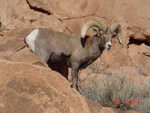 bighorn_ram_moab