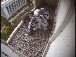 chicks_feathers