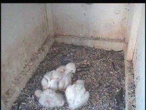 chicks_young