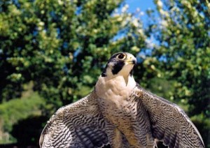 peregrine-falcon