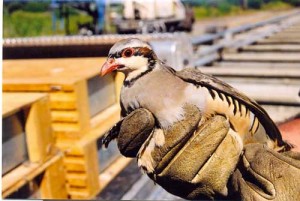 A-bird-in-the-hand_small