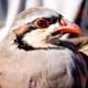 Chukar fever