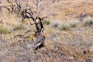chukar-on-ground_small