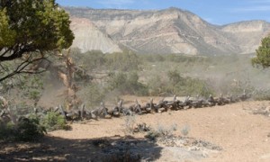 Habitat_chain