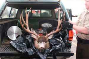 Poached_buck