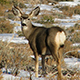 Deer: to feed, or not to feed.