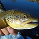 Utah’s most-viewed fishing spots