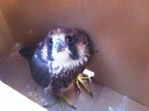 Primo, one of last year's young peregrines, decided to go shopping at City Creek. This photo was taken just after we scooped him up and took him to safety.