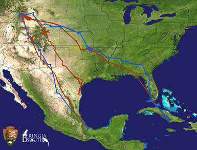 The ospreys being tracked travel as far as Mexico and Cuba. The red lines show their migrations south, and the blue shows their return to Grand Teton National Park.
