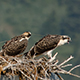 A chance to help researchers in Wyoming