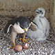 See Salt Lake’s peregrine falcons from a different point of view