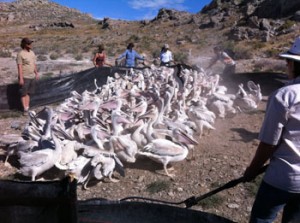 Photo by Ryan Mosely. Once the pelicans were in our fence, we netted and the biologists banded them.