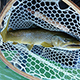 The familiar tug of a hooked fish