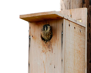 A kestrel in its nestbox. Photo via http://www.woodlandhabitat.com.