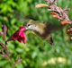 Little bird, big personality