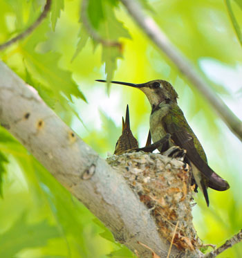 The silky strands of spider webs provide a strong, elastic construction material, which not only insulates hummingbird chicks, but also stretches as the chicks grow.