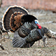 The best turkey hunt ever