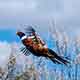 Wings beat and roosters flew