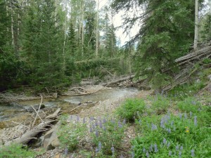 Beaver Creek is an unburned stream adjacent to the Twitchell Fire that provides a reference for how burned streams might otherwise look. Photo courtesy of Colton Finch.
