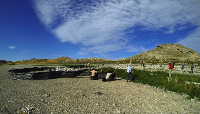 Since 2011, we have corralled, banded and tagged 2,141 juveniles on Gunnison Island in Great Salt Lake.