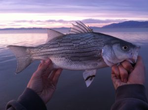 Wipers allow us to control rough fish species in lakes that would otherwise need to be chemically treated.