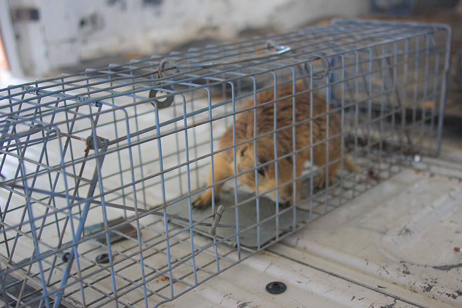 Utah prairie dog in a cage