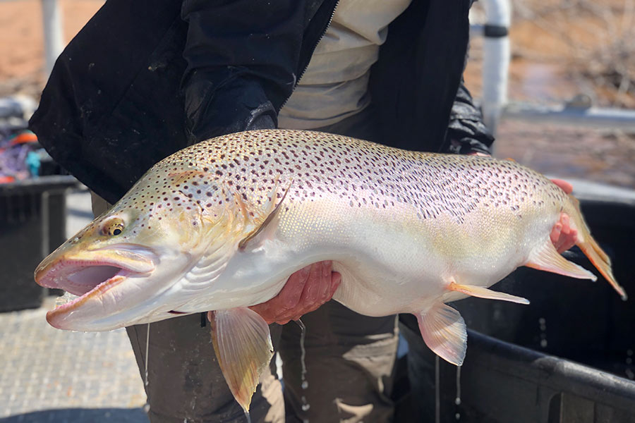 Large brown trout at Starvation Reservoir
