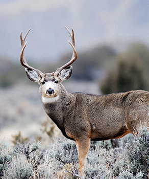 Buck deer with large antlers surrounded by shrubs