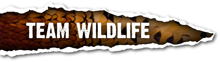 Team Wildlife profile