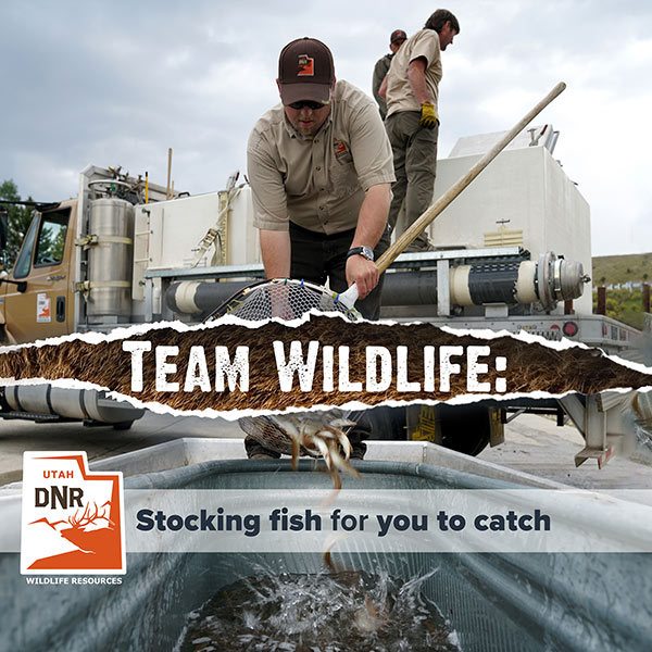 Team Wildlife: Stocking fish for you to catch